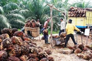 Cuaca Buruk bikin Harga Sawit terus Melejit